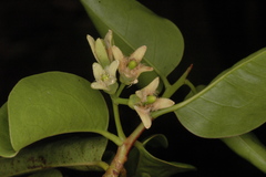 Ximenia americana